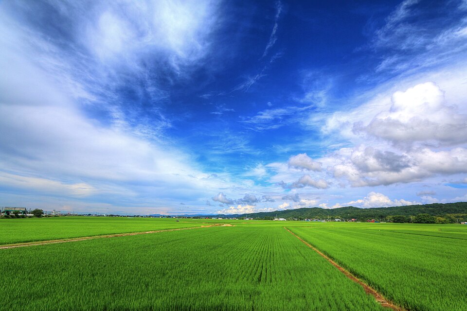Niigata